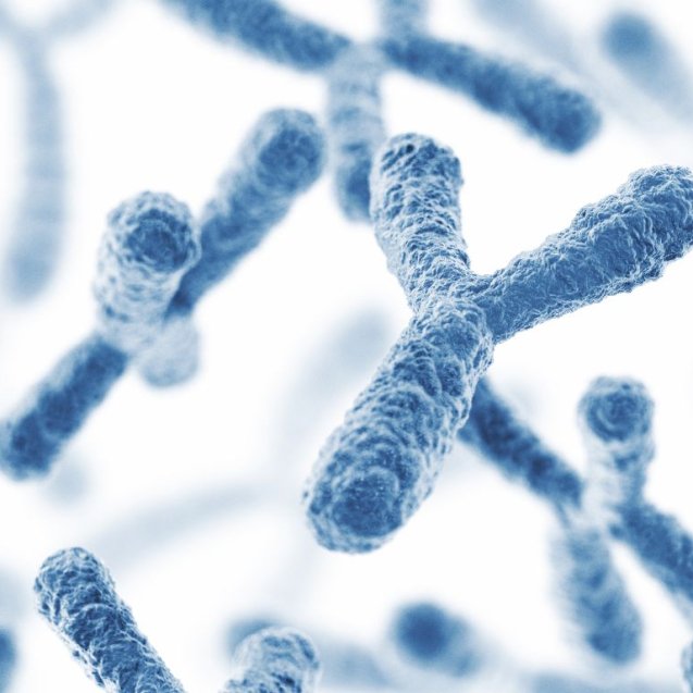 Cariotipo en Sangre Periférica